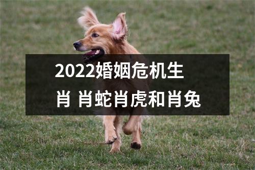 2022婚姻危机生肖肖蛇肖虎和肖兔