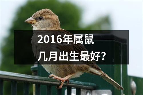 2016年属鼠几月出生好？