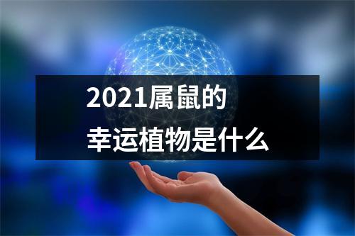 2025属鼠的幸运植物是什么