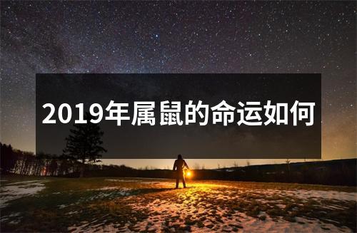 2019年属鼠的命运如何