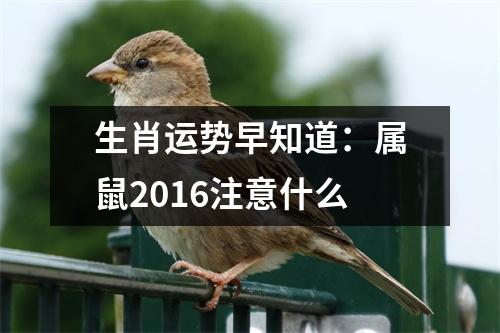 生肖运势早知道：属鼠2016注意什么