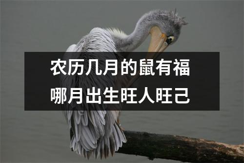 农历几月的鼠有福哪月出生旺人旺己