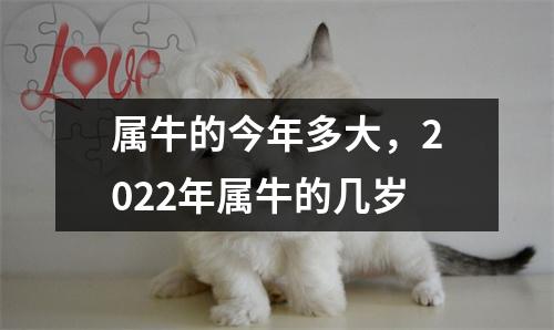 属牛的今年多大，2025年属牛的几岁