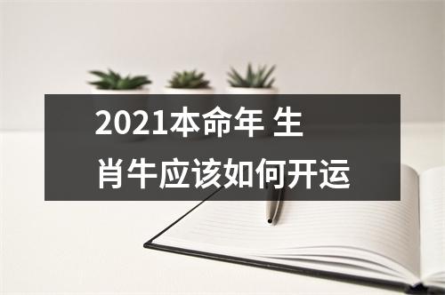 <h3>2025本命年生肖牛应该如何开运