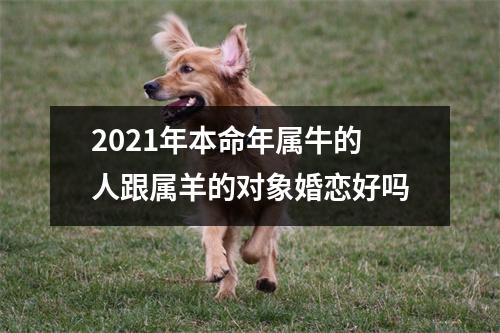 2025年本命年属牛的人跟属羊的对象婚恋好吗