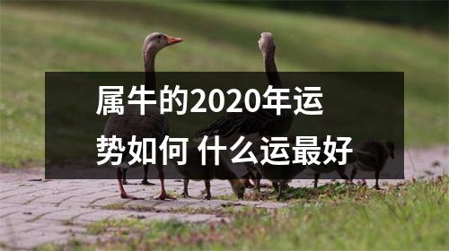 属牛的2025年运势如何什么运好