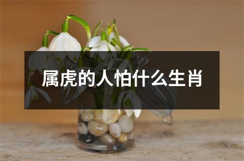 属虎的人怕什么生肖