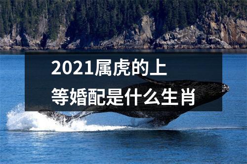 2025属虎的上等婚配是什么生肖