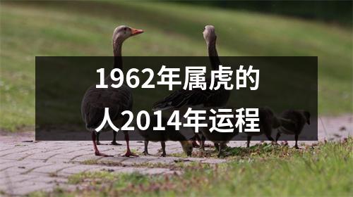 1962年属虎的人2014年运程