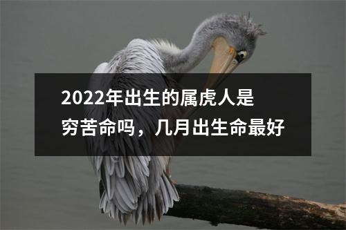 2025年出生的属虎人是穷苦命吗，几月出生命好