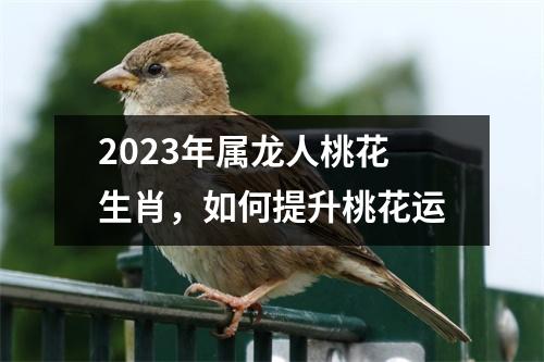 <h3>2025年属龙人桃花生肖，如何提升桃花运