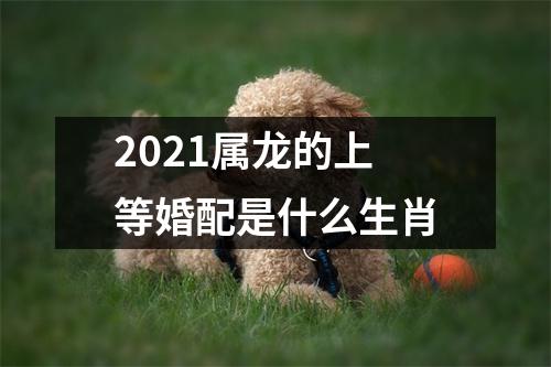 2025属龙的上等婚配是什么生肖