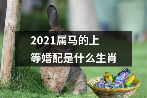 2025属马的上等婚配是什么生肖