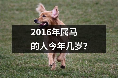 2016年属马的人今年几岁？