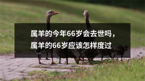 属羊的今年66岁会去世吗，属羊的66岁应该怎样度过