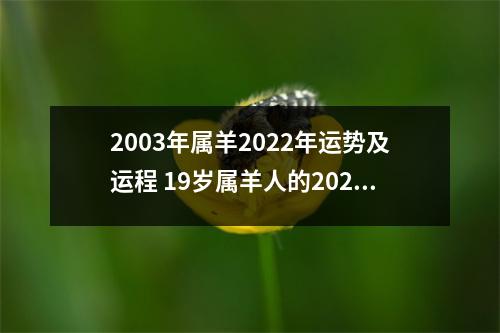 2003年属羊2025年运势及运程19岁属羊人的2025年每月运势详解