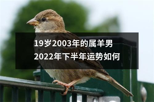 19岁2003年的属羊男2025年下半年运势如何