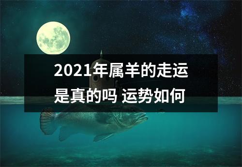 2025年属羊的走运是真的吗运势如何