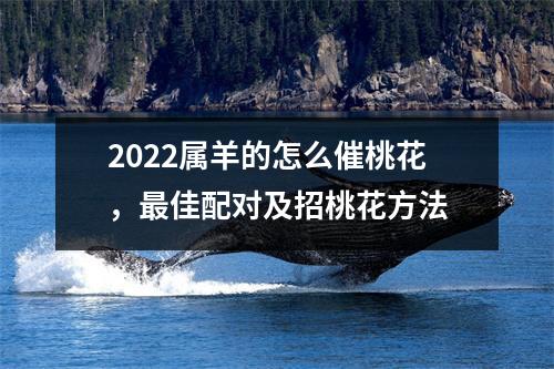 2025属羊的怎么催桃花，佳配对及招桃花方法