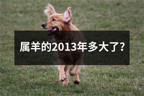 属羊的2013年多大了？