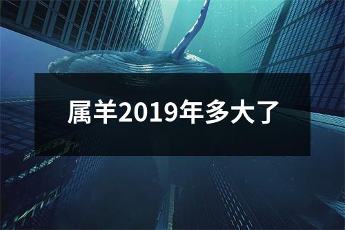 属羊2019年多大了