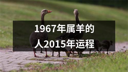 1967年属羊的人2015年运程