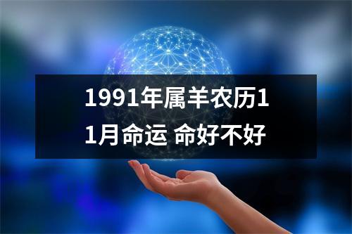 1991年属羊农历11月命运命好不好