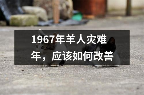 <h3>1967年羊人灾难年，应该如何改善