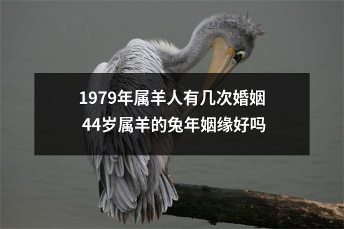 1979年属羊人有几次婚姻44岁属羊的兔年姻缘好吗