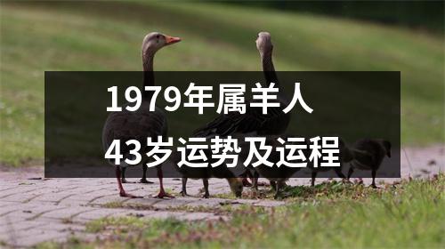 1979年属羊人43岁运势及运程