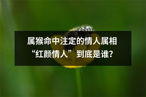 属猴命中注定的情人属相“红颜情人”到底是谁？