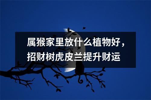 属猴家里放什么植物好，招财树虎皮兰提升财运