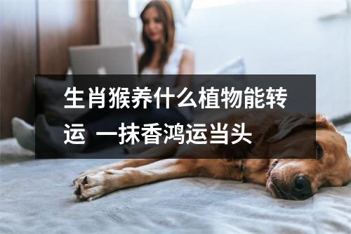 生肖猴养什么植物能转运一抹香鸿运当头