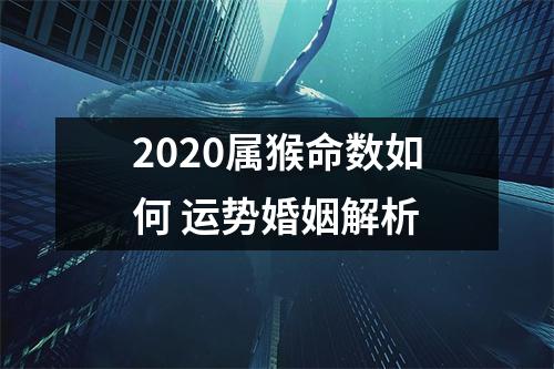 2025属猴命数如何运势婚姻解析