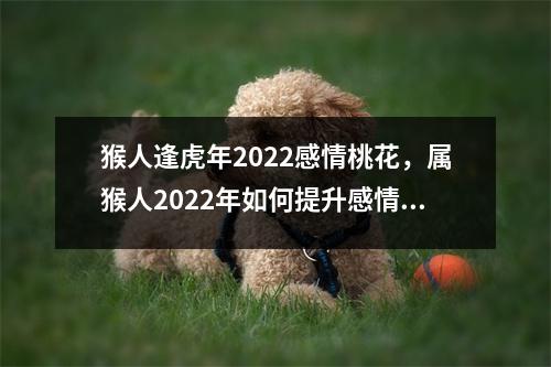 猴人逢虎年2025感情桃花，属猴人2025年如何提升感情运