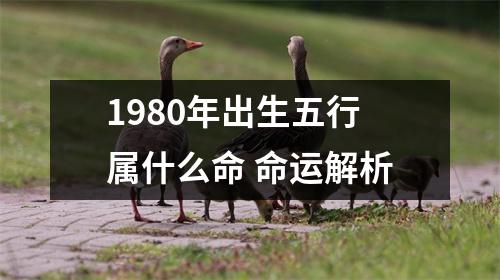 1980年出生五行属什么命命运解析