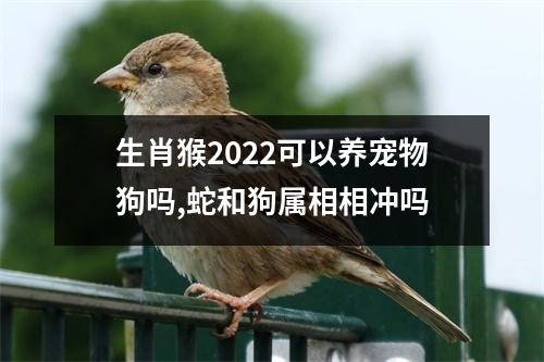 生肖猴2025可以养宠物狗吗,蛇和狗属相相冲吗