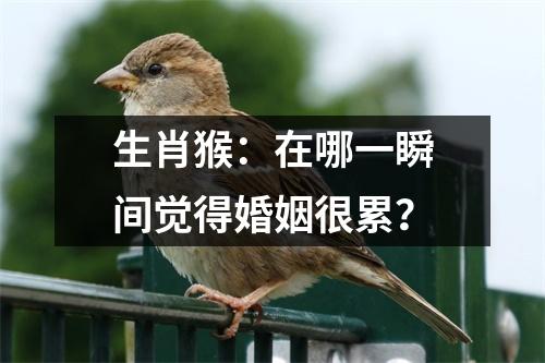 生肖猴：在哪一瞬间觉得婚姻很累？