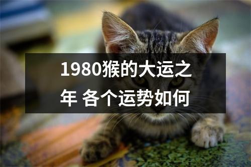 1980猴的大运之年各个运势如何