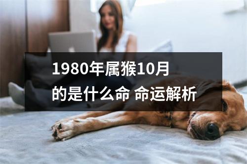 1980年属猴10月的是什么命命运解析