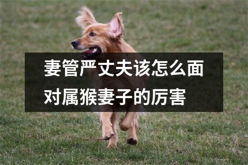 妻管严丈夫该怎么面对属猴妻子的厉害