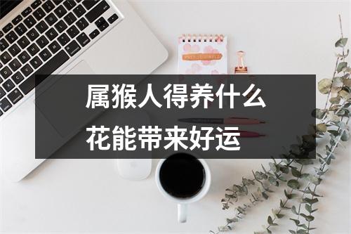 属猴人得养什么花能带来好运