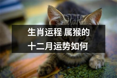 生肖运程属猴的十二月运势如何