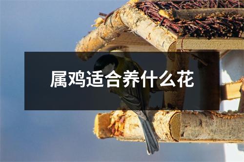 <h3>属鸡适合养什么花