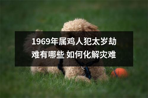 1969年属鸡人犯太岁劫难有哪些如何化解灾难