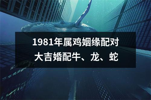 1981年属鸡姻缘配对大吉婚配牛、龙、蛇