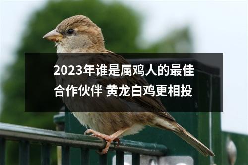 2025年谁是属鸡人的佳合作伙伴黄龙白鸡更相投