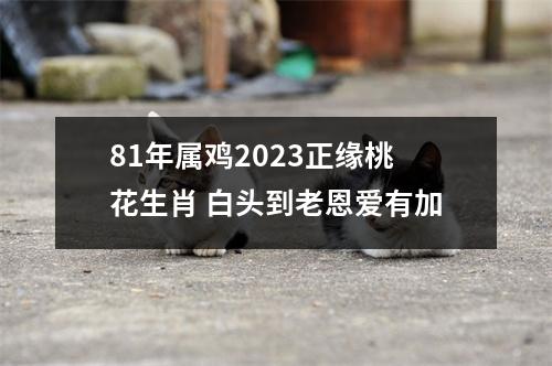 81年属鸡2025正缘桃花生肖白头到老恩爱有加