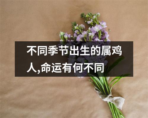 不同季节出生的属鸡人,命运有何不同