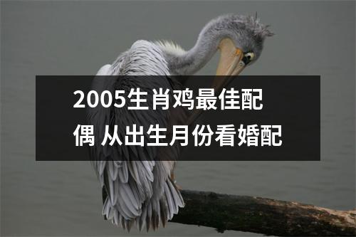 2005生肖鸡佳配偶从出生月份看婚配